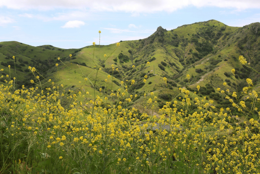blog-2017-seven-signs-of-spring a flower in a field with a mountain in the background