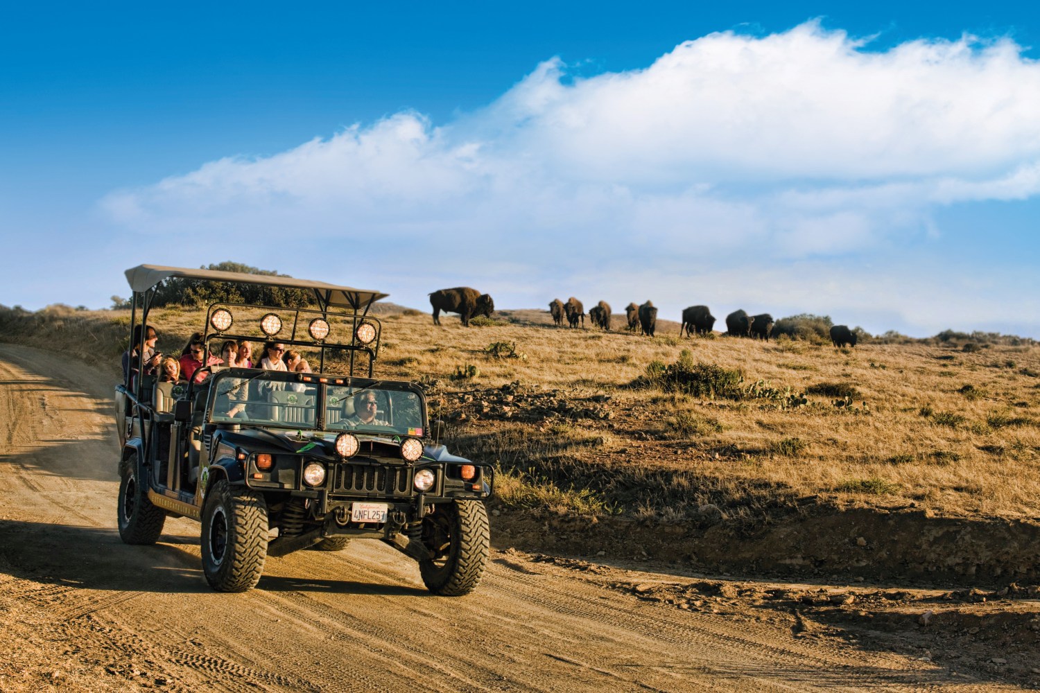 A tour of the Bison Expedition inside Catalina Island's interior. 